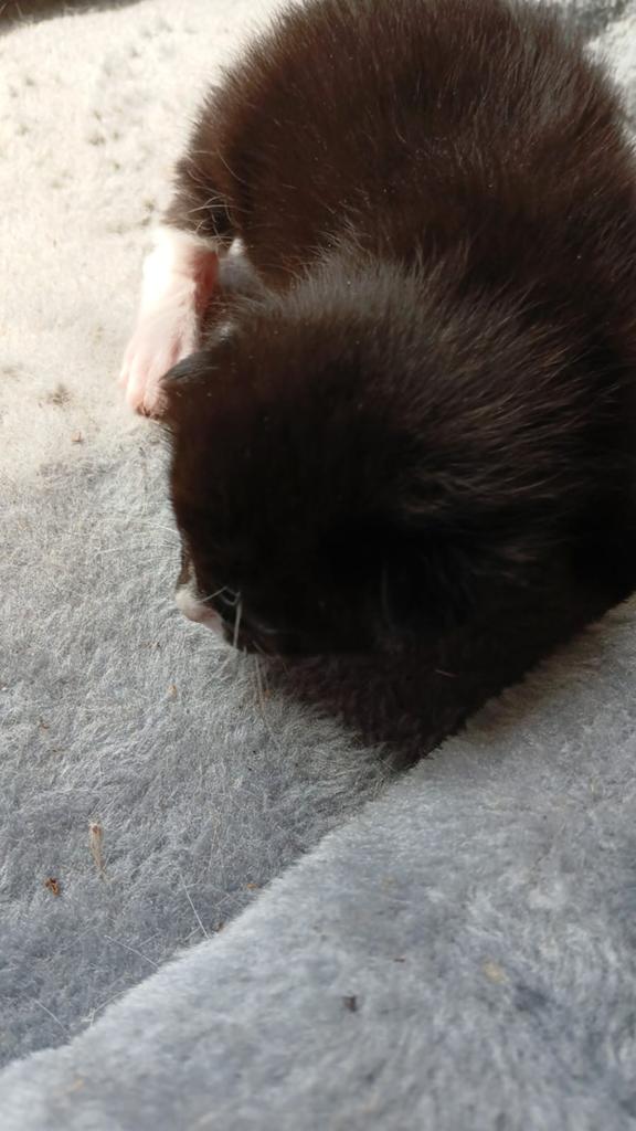Kittens, kat, poes, kater,, Dieren en Toebehoren, Katten en Kittens | Overige Katten, Kater