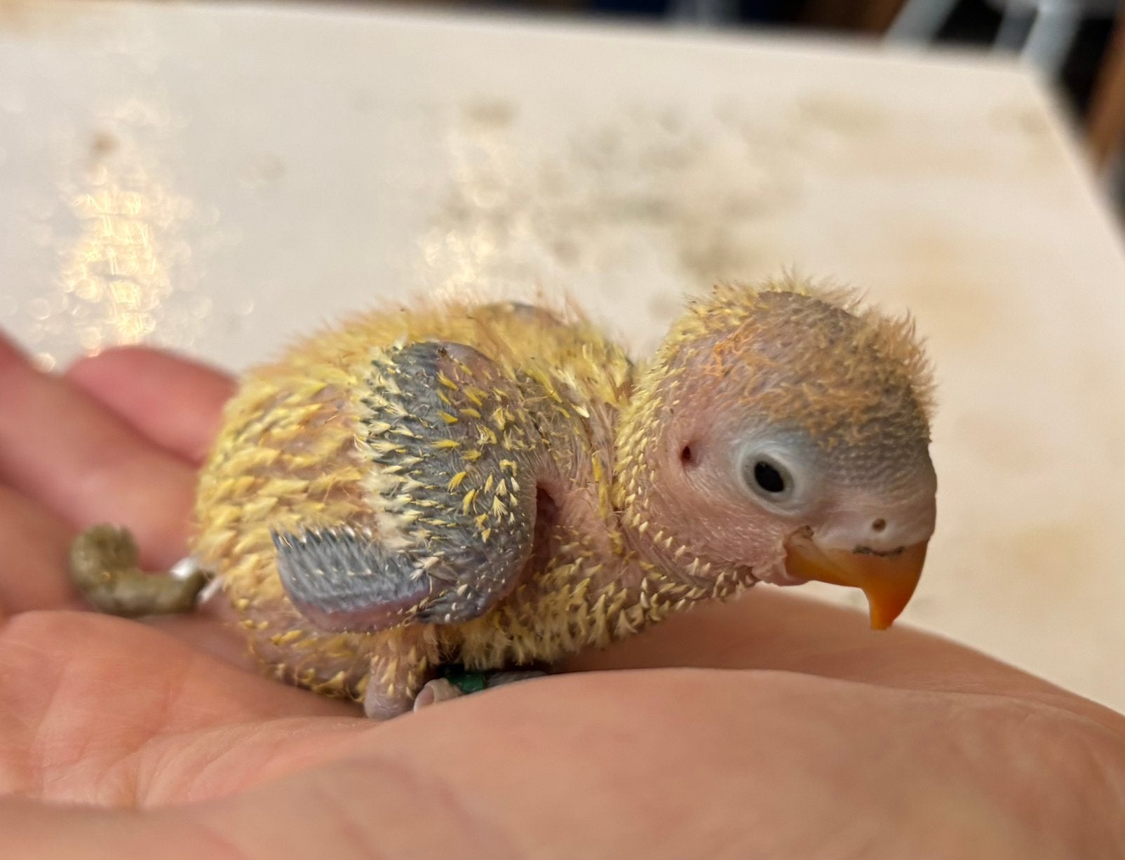 Baby agapornis fischeri dwergpapegaaitjes, Meerdere dieren, Dwergpapegaai of Agapornis, Geringd