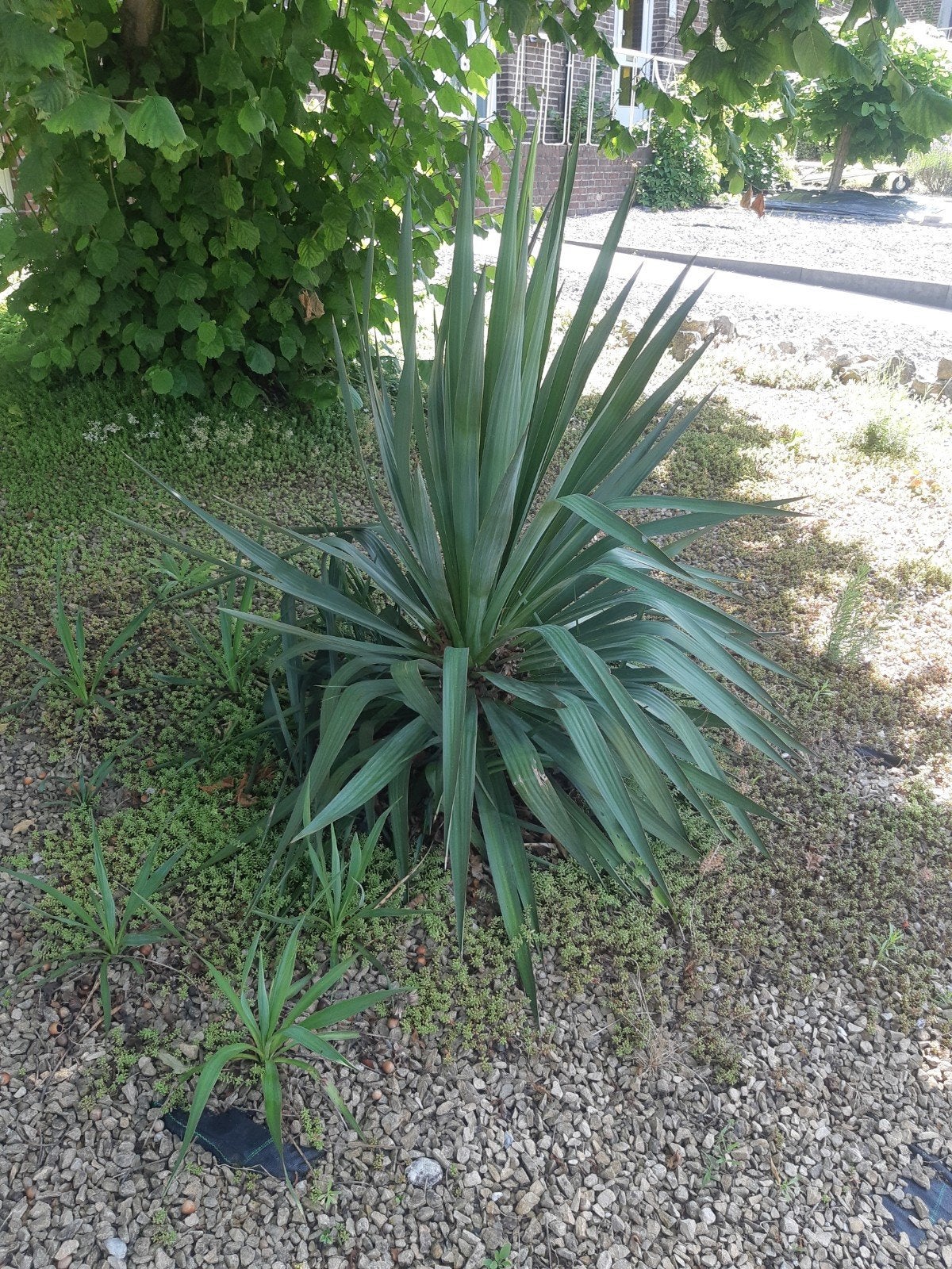 Yucca. Zelf uitgraven, Tuin en Terras, Planten | Tuinplanten, Ophalen, Overige soorten, Volle zon