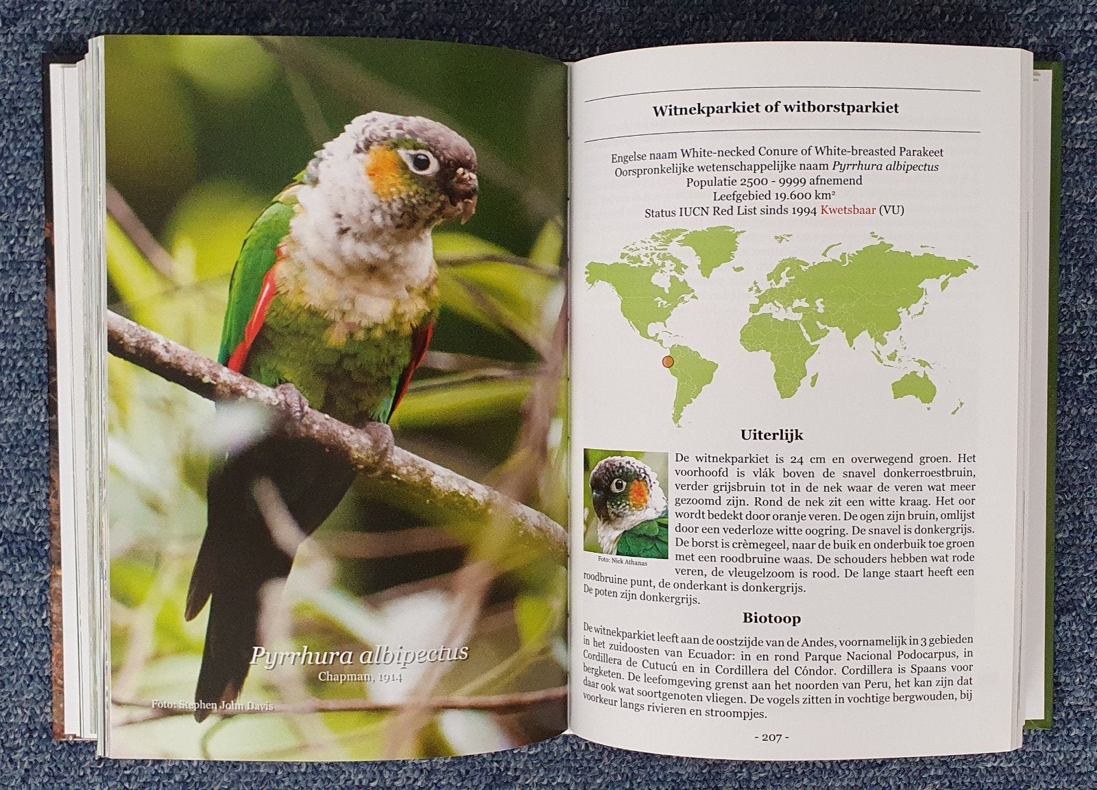 Broeden voor behoud 1 en/of 2 papegaaien soortauteurs etc, Dieren en Toebehoren, Meerdere dieren, Papegaai
