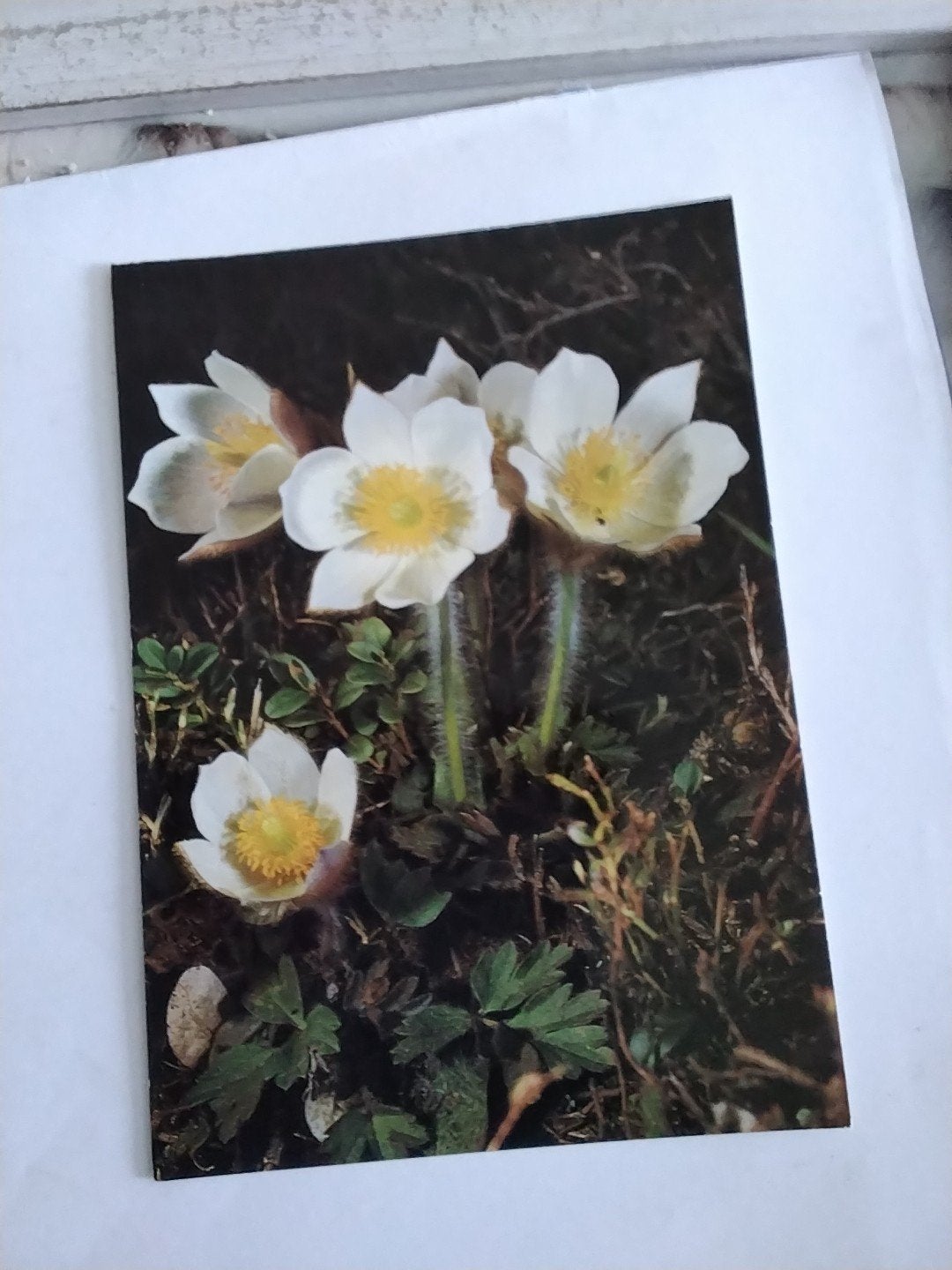 LENTE. ANEMOON, Ophalen of Verzenden