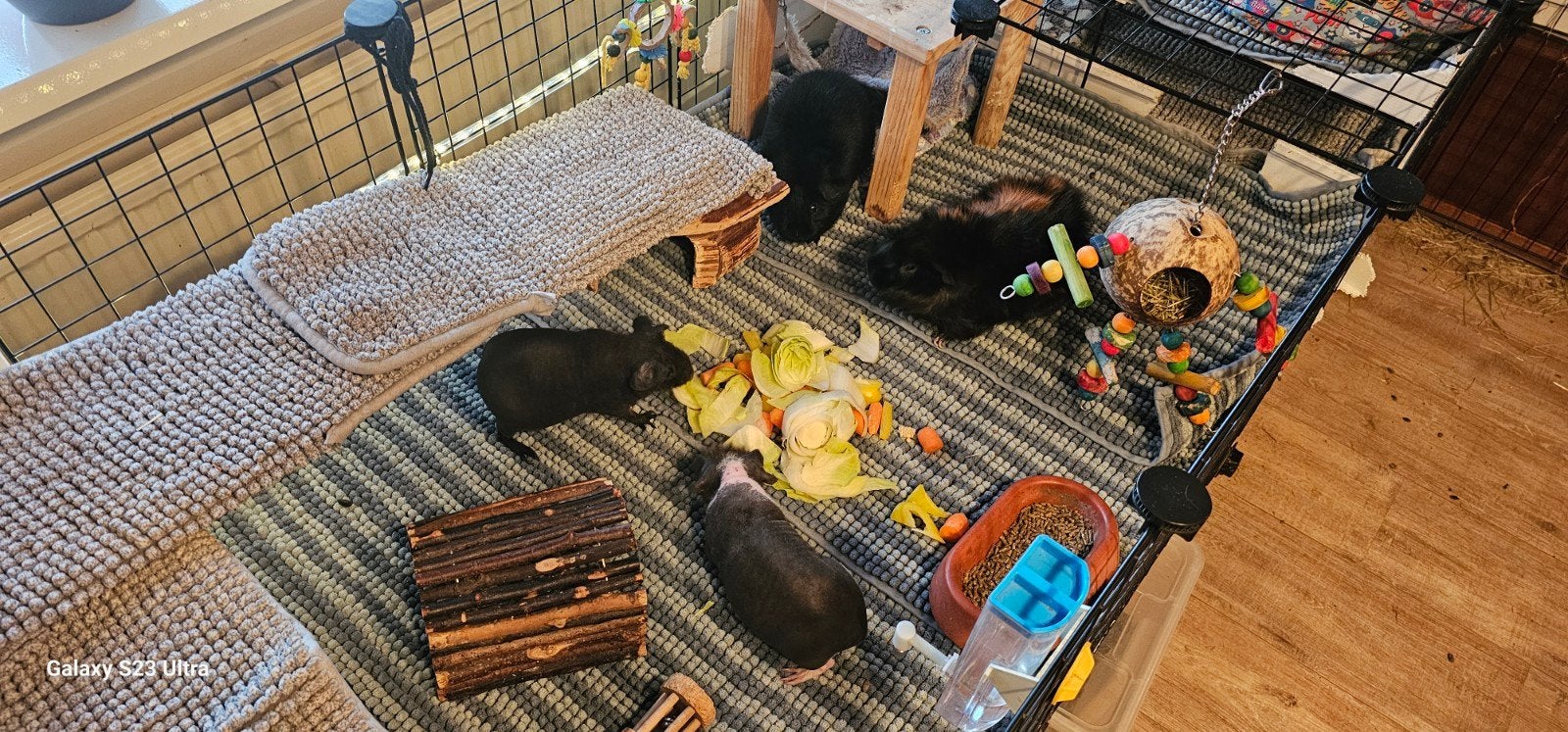 1 gecastreerd beertje,  2 skinny zeug, 1 skinnydrager zeug, Dieren en Toebehoren, Knaagdieren, September, Meerdere dieren, Cavia