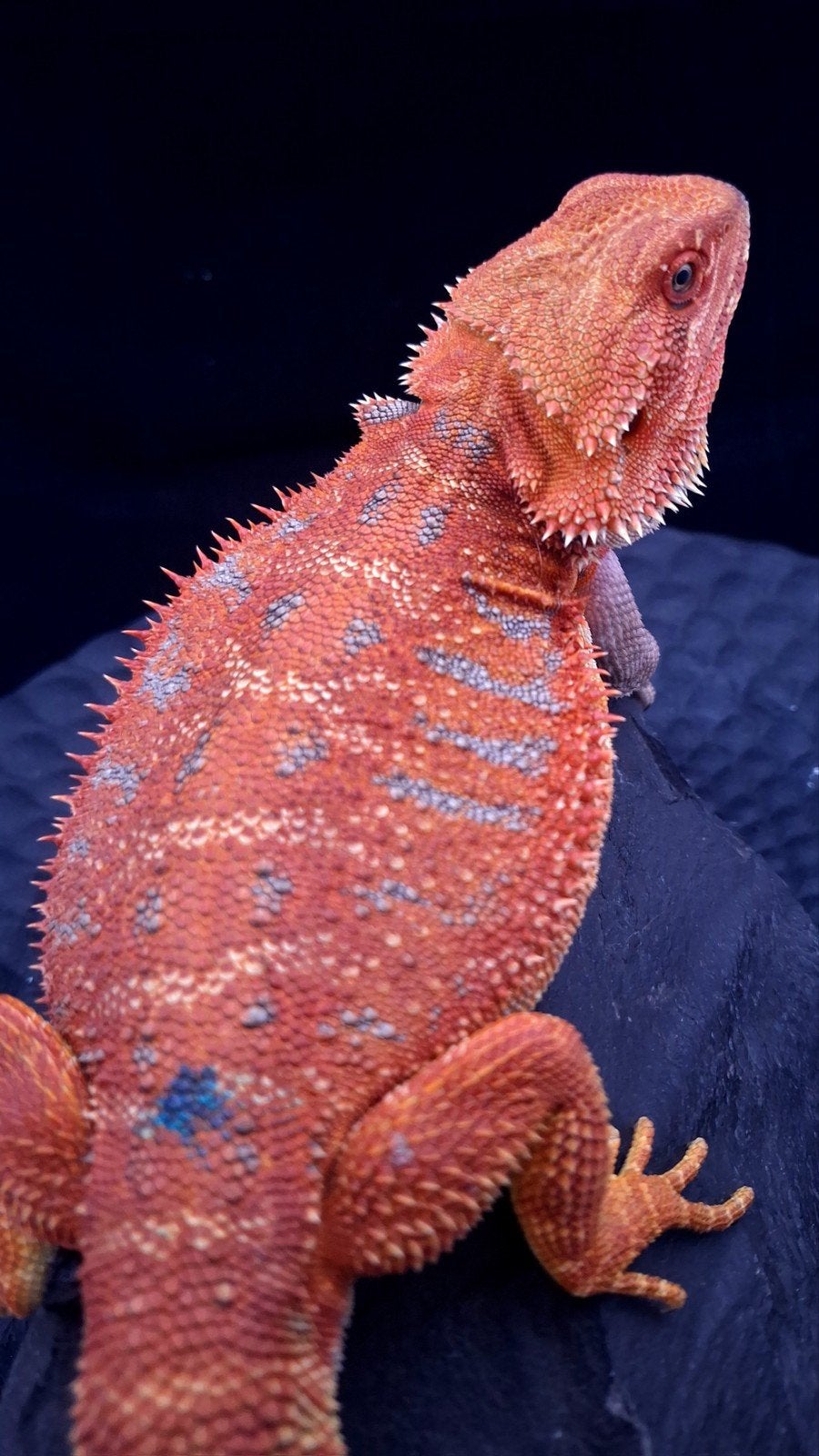 50% Red Monster Extreme Blue Tiger Baardagaam Man (Holdback) Bearded Dragon - male for sale from Design Dragons