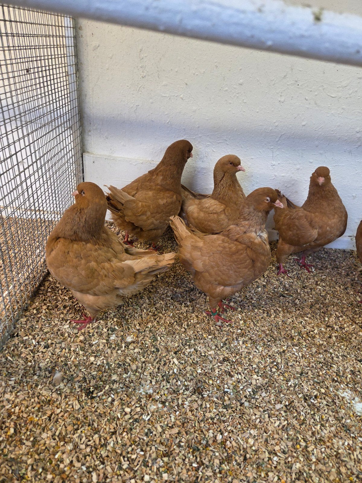 gele king duiven, Dieren en Toebehoren, Vogels | Duiven, Meerdere dieren, Overige soorten