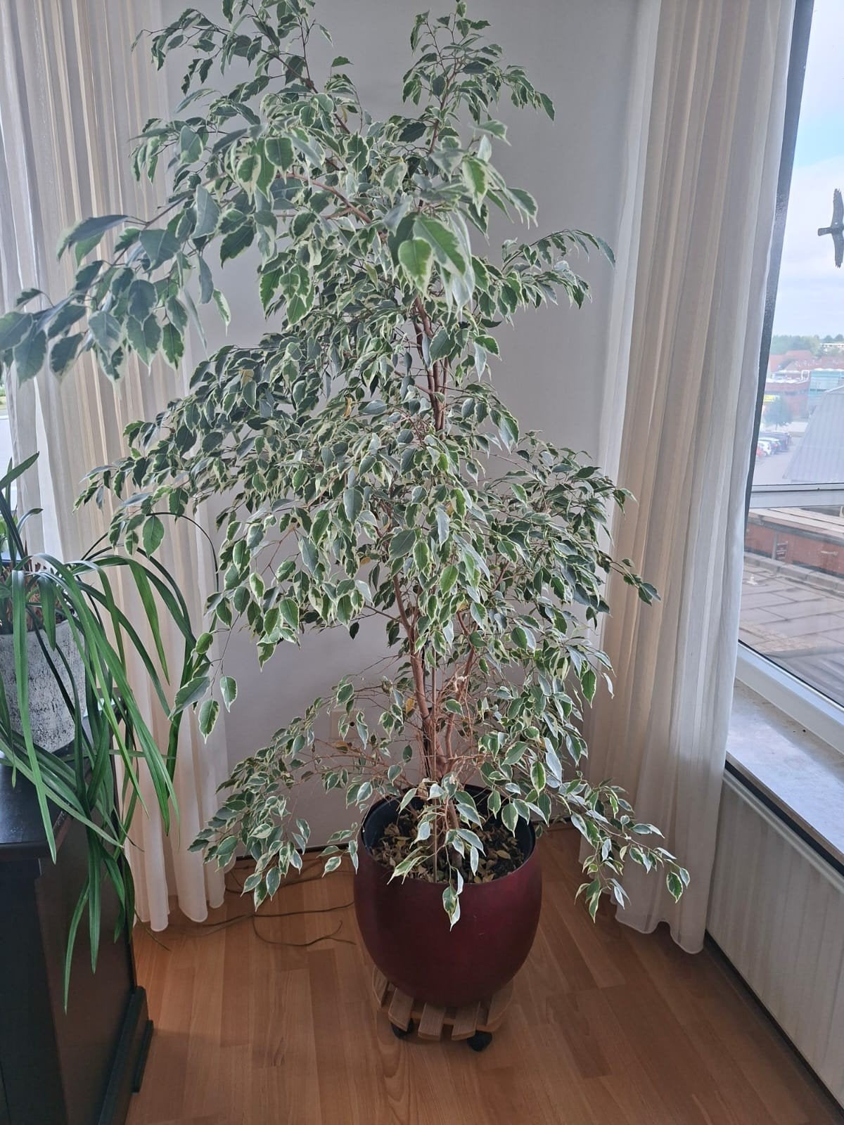 3x grote kamerplanten (apart of 1 koop), Ophalen, Ficus, Volle zon