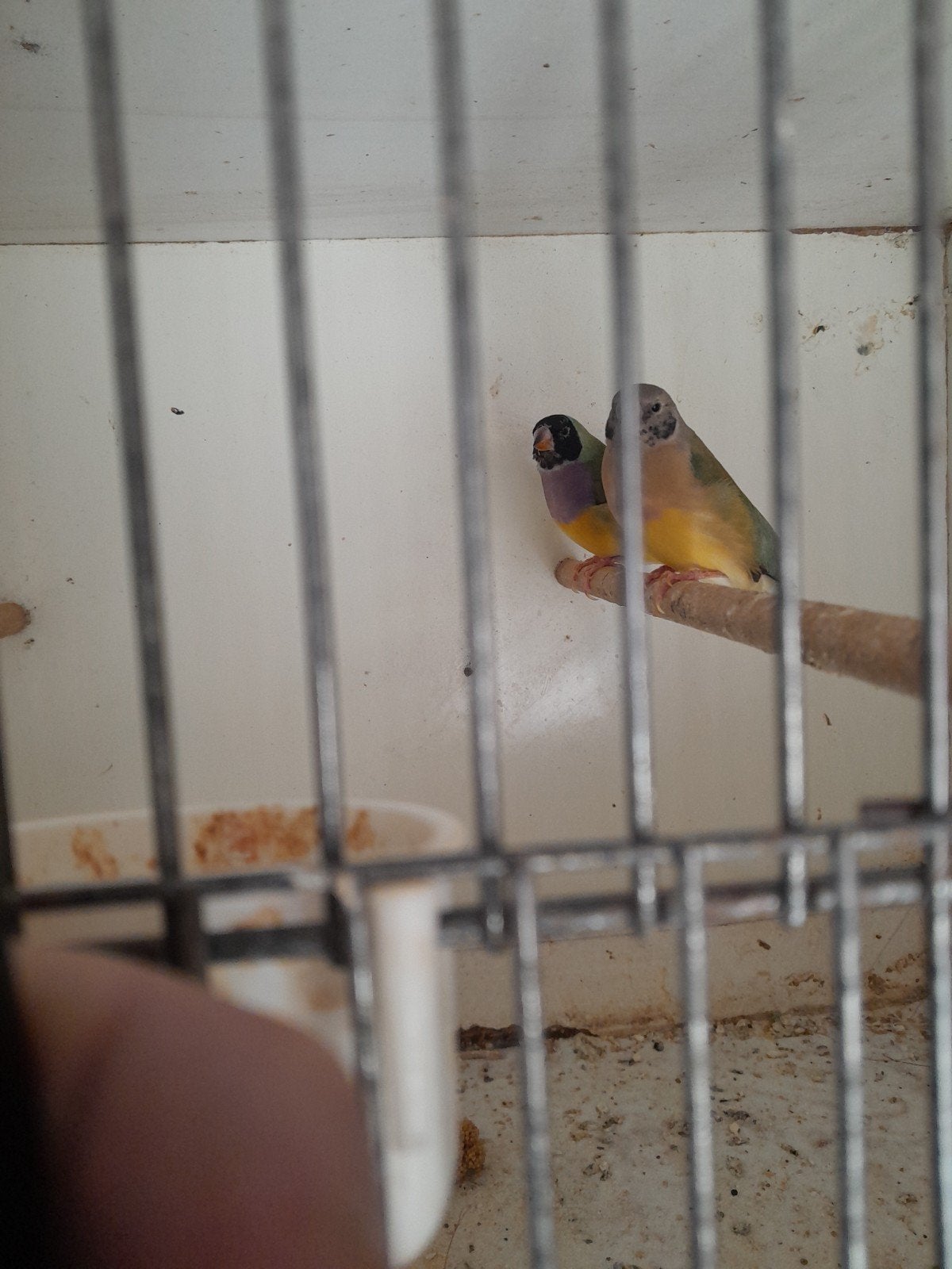 2  mooie    jonge    goulds    poppen, Dieren en Toebehoren, Vogels | Overige Vogels, Vrouwelijk, Geringd