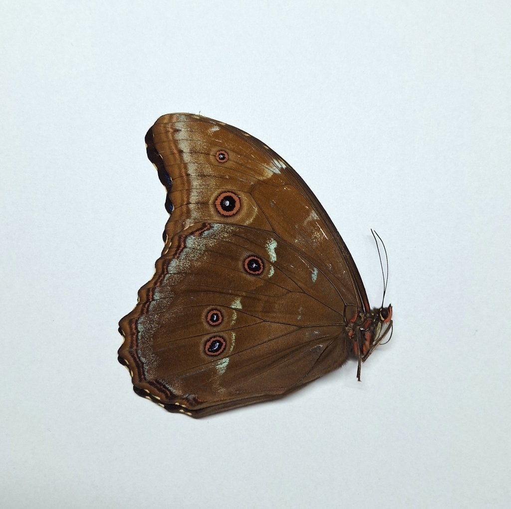 ongeprepareerde vlinder Morpho didius, Ophalen of Verzenden, Nieuw, Insect, Opgezet dier