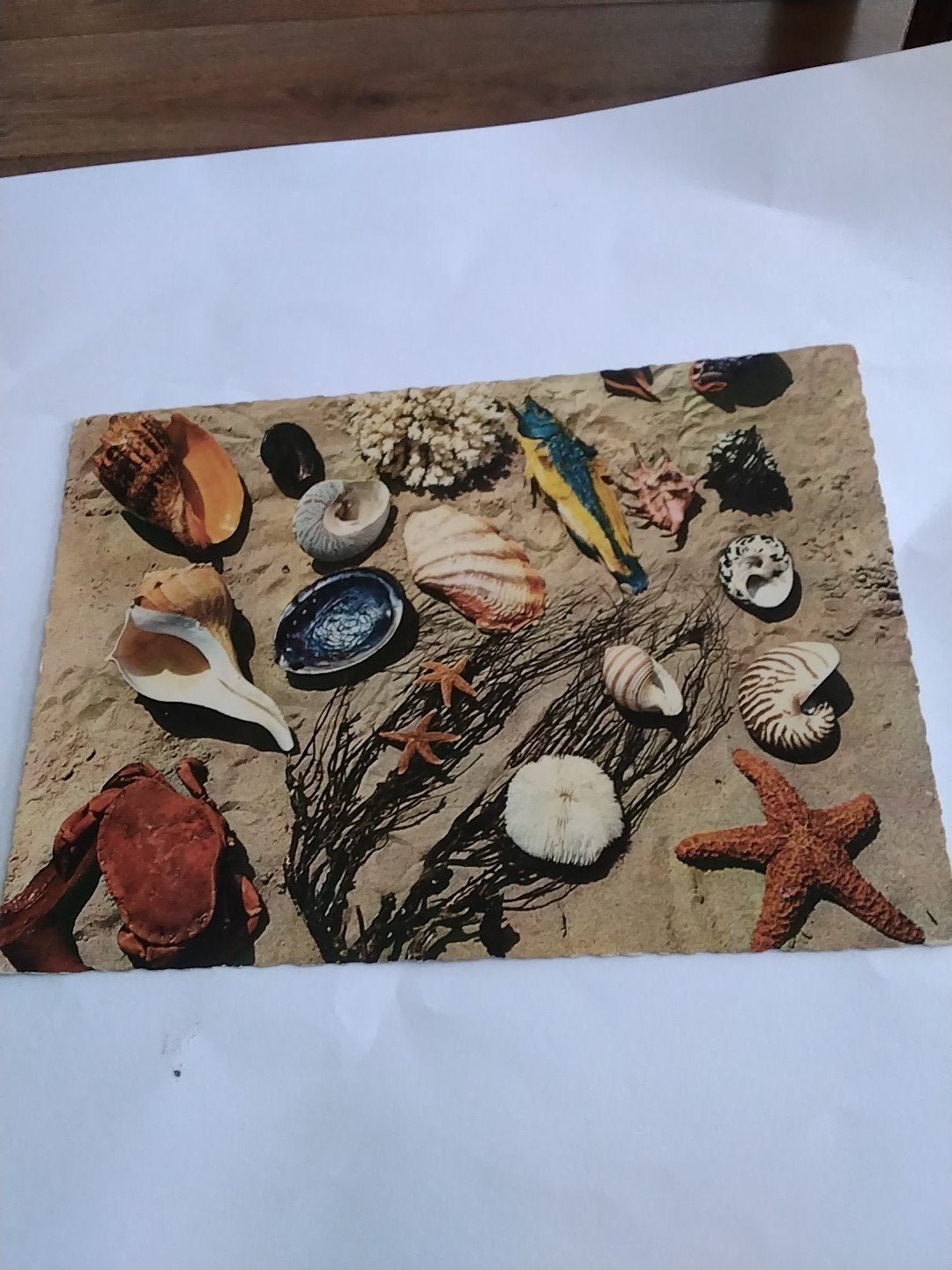Oude postkaart met schelpen en zeedieren, verstuurd in 1965, Ophalen of Verzenden