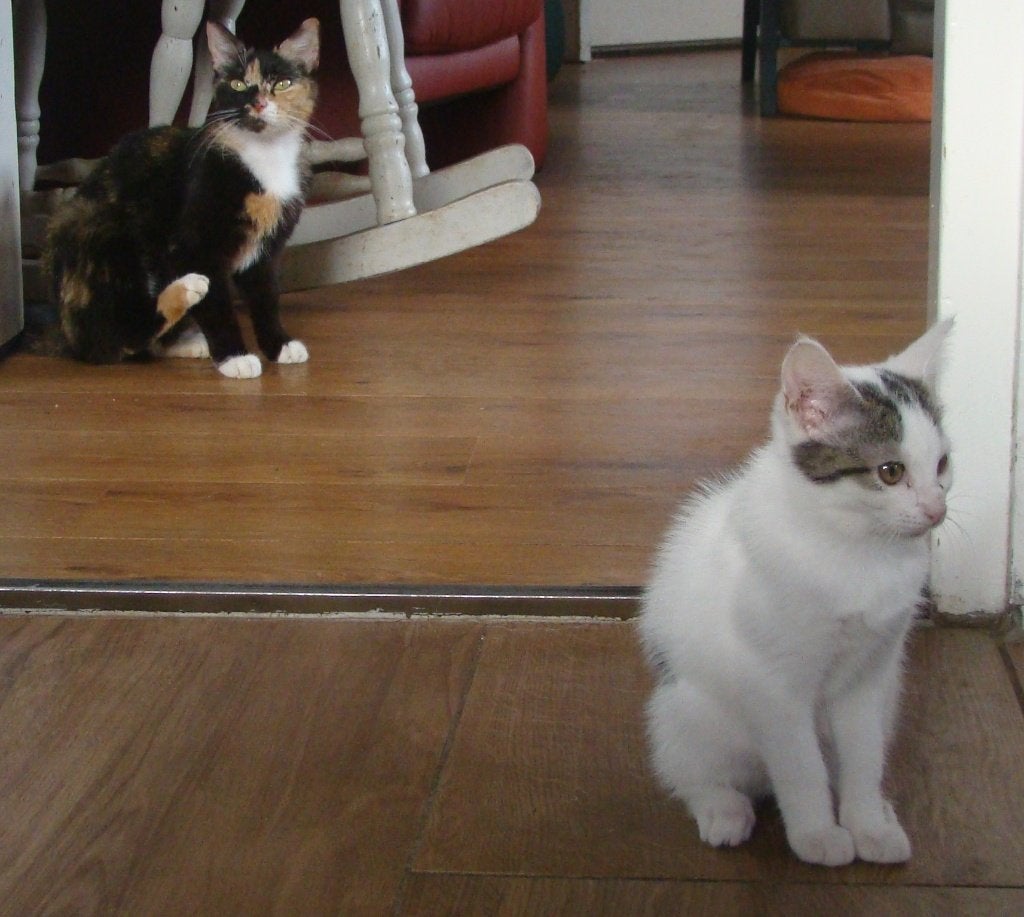 super kittens, 50% Siberisch, waarschijnlijk hypoallergeen, Meerdere dieren, Ontwormd, 0 tot 2 jaar
