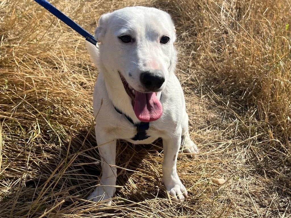 Debbie is een jonge, vrolijke en slimme hond, Dieren en Toebehoren, Particulier, 15 weken tot 1 jaar, Buitenland, Teef