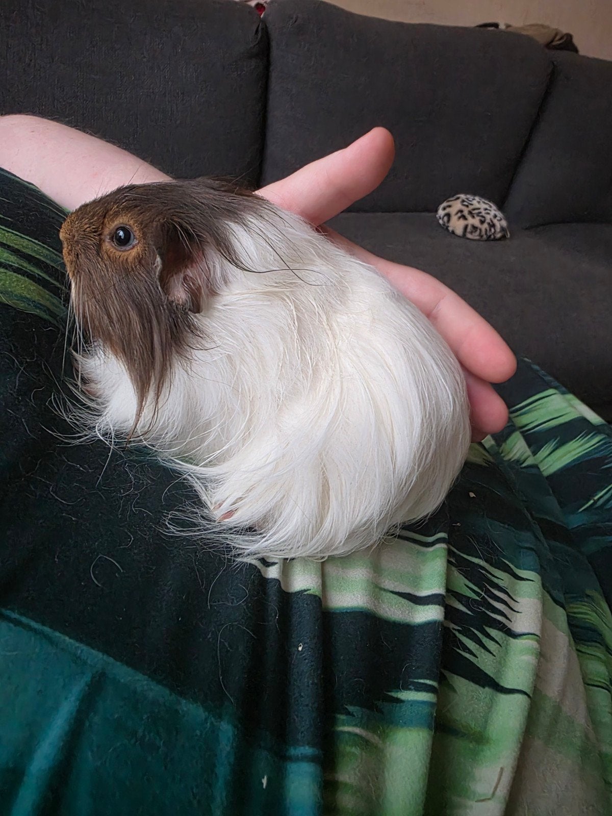 Nieuw goed huisje gezocht, Dieren en Toebehoren, Cavia, Mannelijk, Mei, Tam