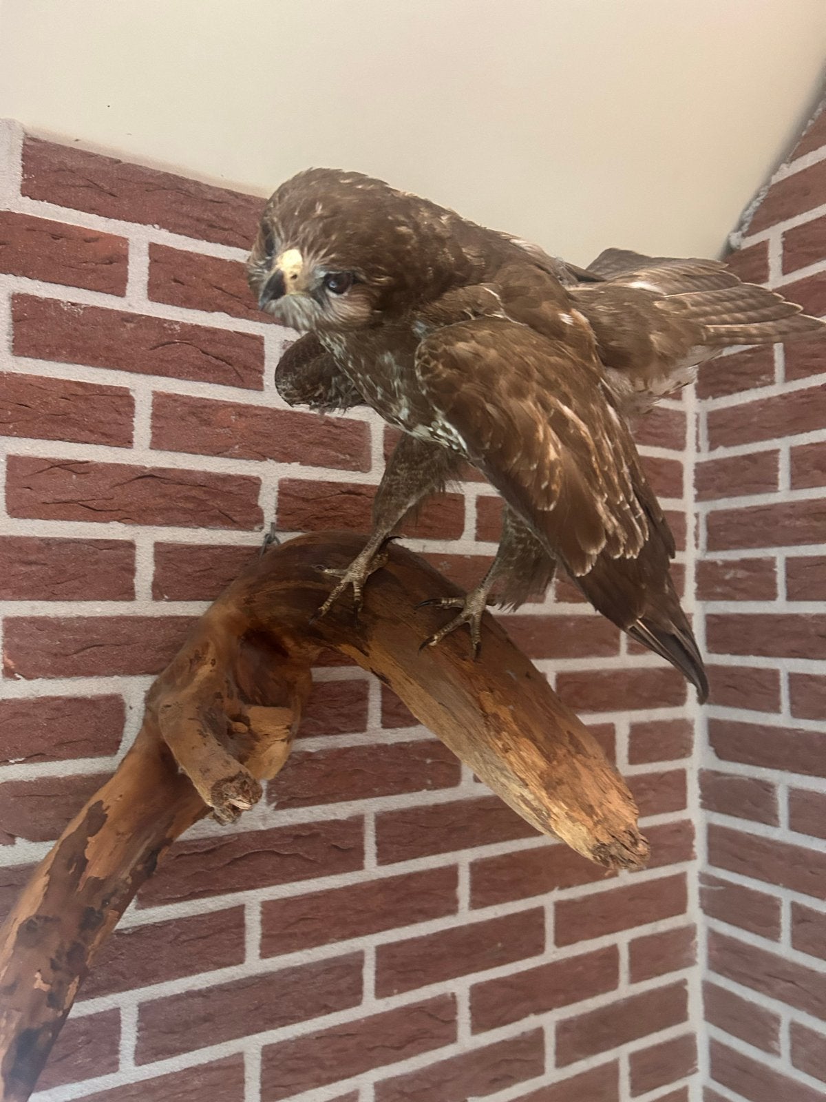 Opgezette Buizerd op Houten Tak - Prachtige Decoratie, Ophalen, Gebruikt, Vogel, Opgezet dier
