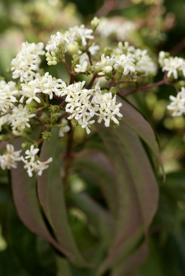 STRUIK Heptacodium miconioides Zevenzonenboom najaarsbloei, Overige soorten, Vaste plant, Ophalen of Verzenden, Halfschaduw