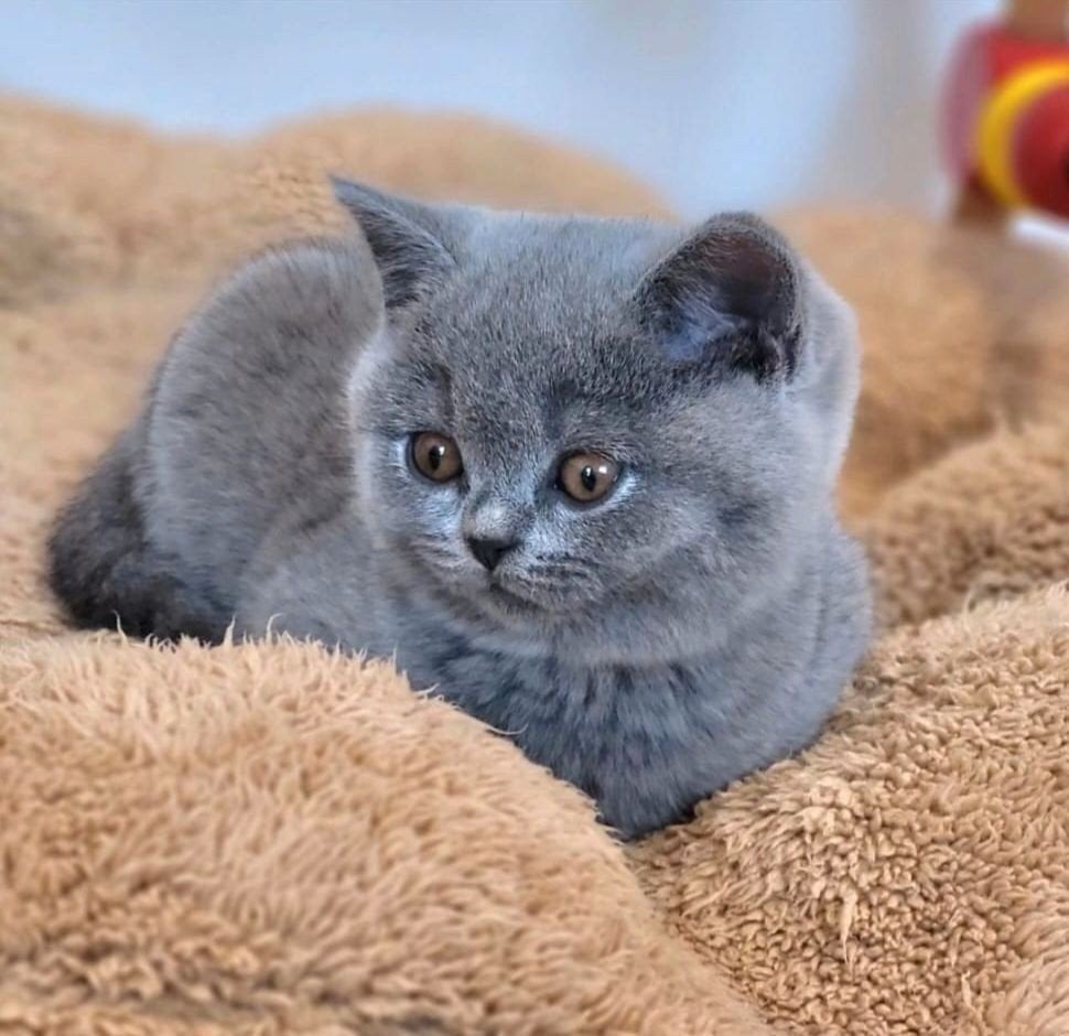 Brits/Britse korthaar kittens jongen en meisje met stamboom, Dieren en Toebehoren