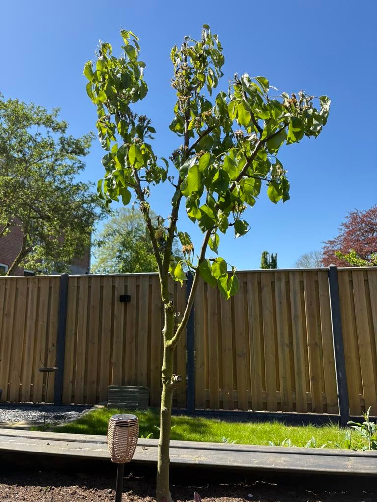 Perenboom, Ophalen, Volle zon, Perenboom, 100 tot 250 cm
