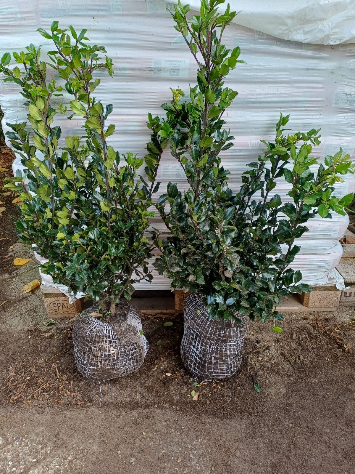 Ilex blue prince hulst, Ophalen, Hulst, Haag, Minder dan 100 cm