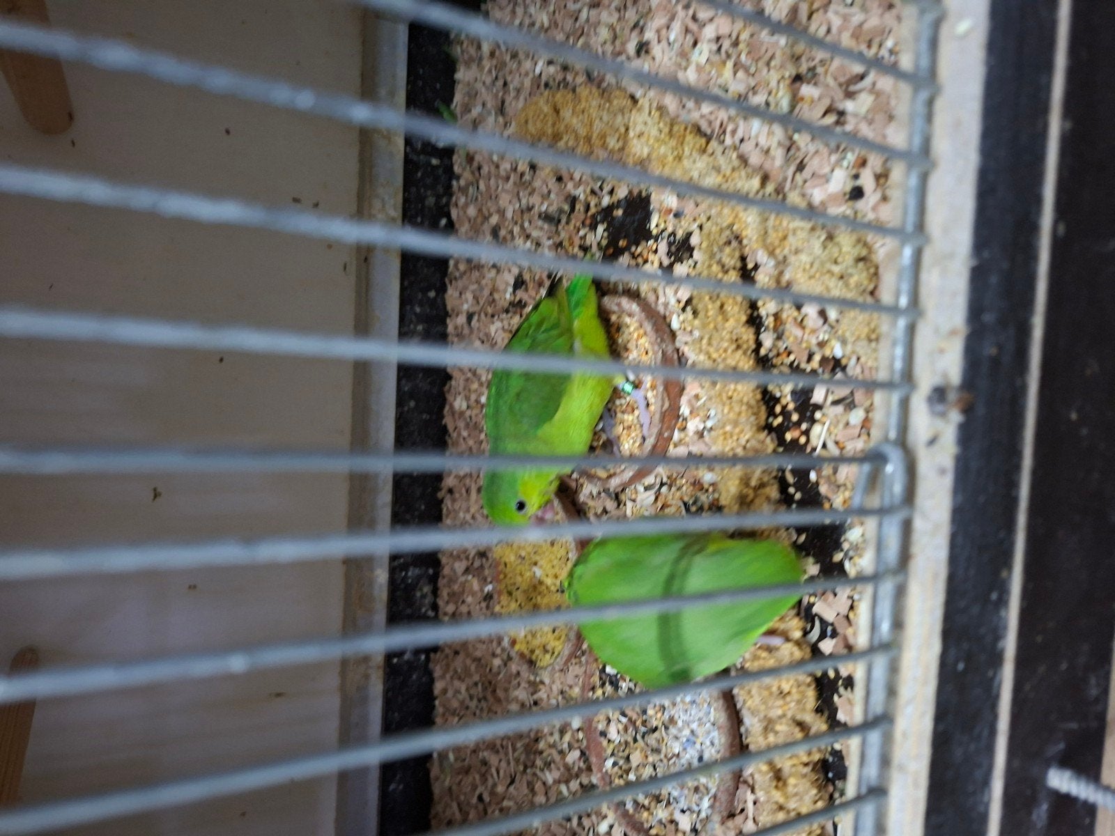 te koop jonge forpussen, Meerdere dieren, Parkiet, Tam