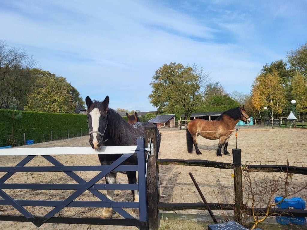 verzorger gezocht 2 koudbloed paarden, Merrie, Niet van toepassing, 160 tot 165 cm, 11 jaar of ouder