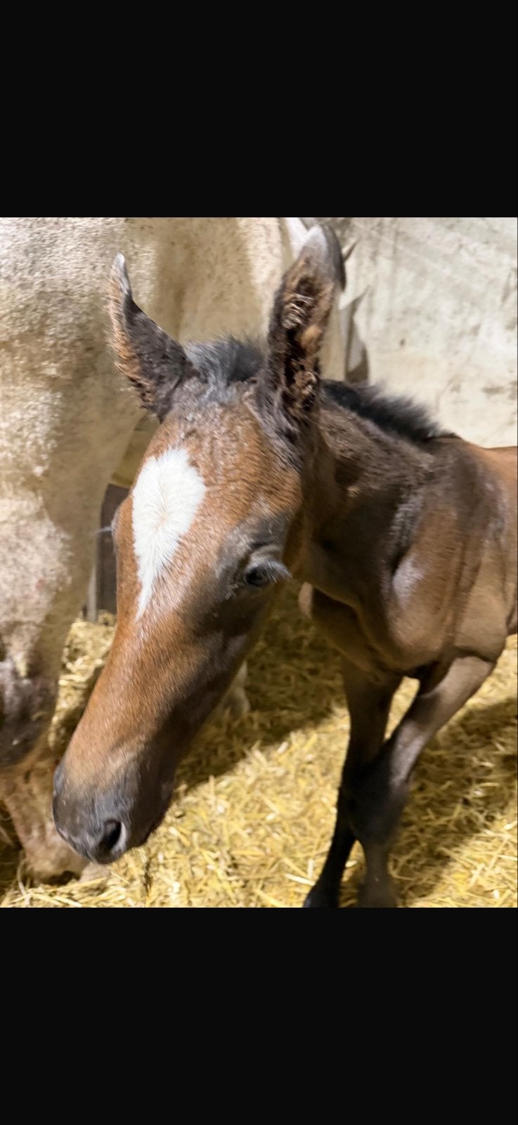 Merrie springveulen Drummer x Dalas x Vingino, Dieren en Toebehoren, Paarden, Merrie, Minder dan 160 cm, 0 tot 2 jaar