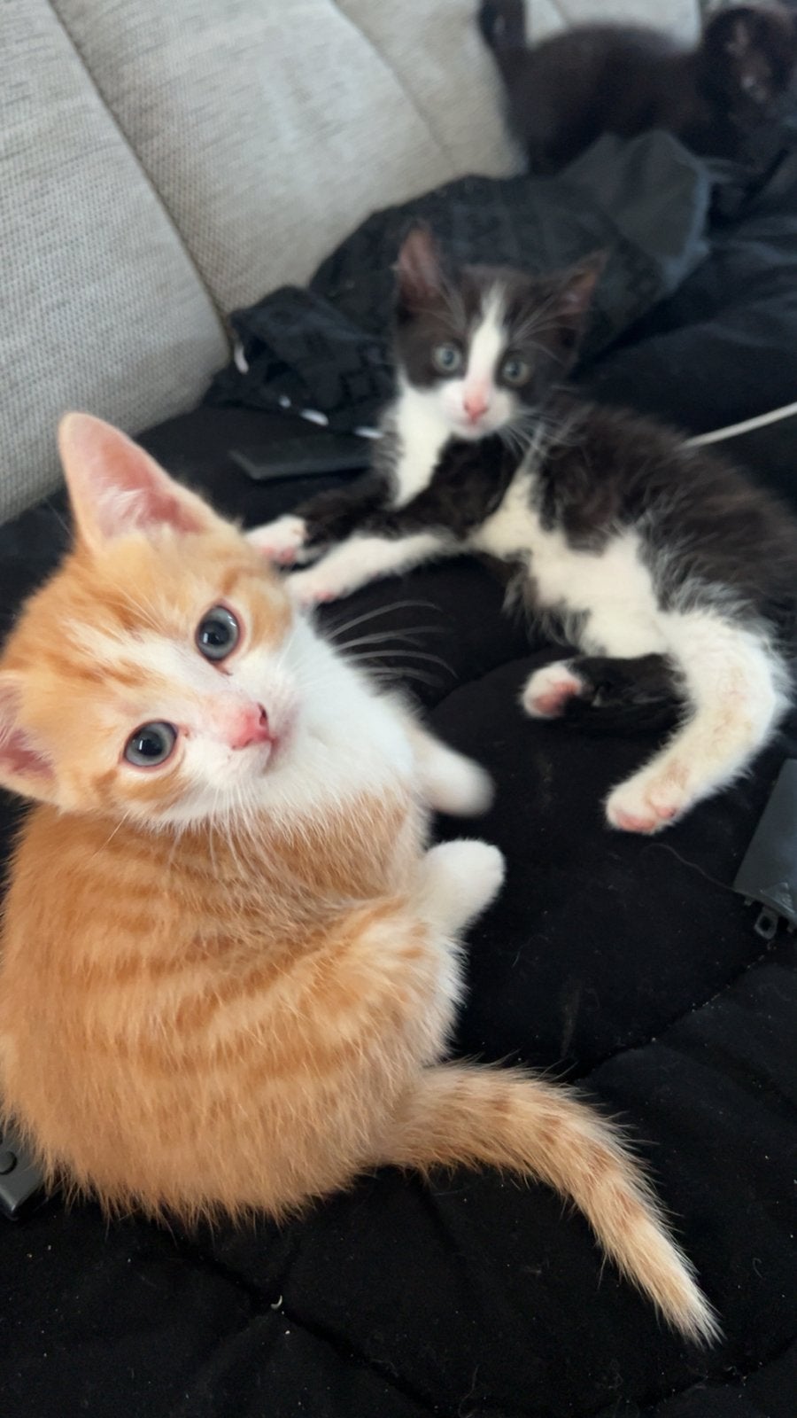 Kittens zoeken gouden mandje, Meerdere dieren