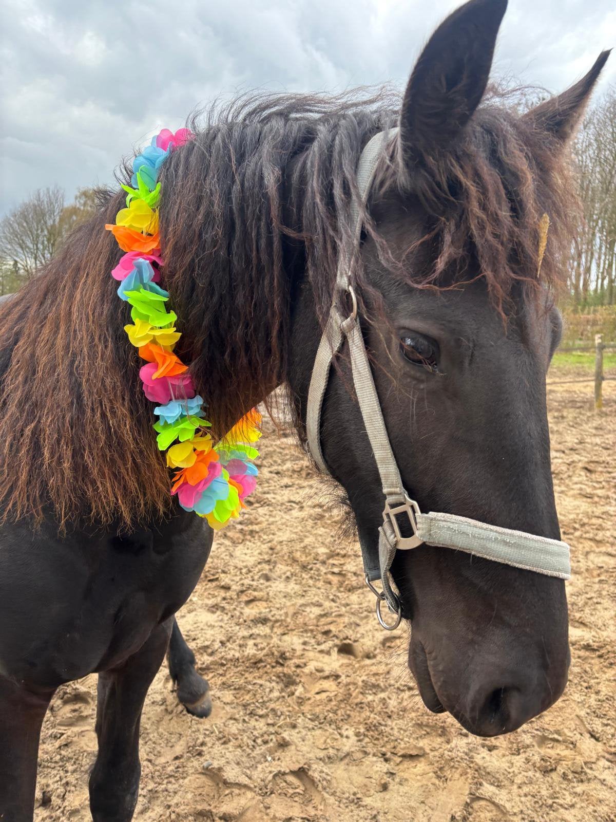 Lieve tweejarige Friese Ruin Alwin.., Ruin, Dressuurpaard, 3 tot 6 jaar, 160 tot 165 cm