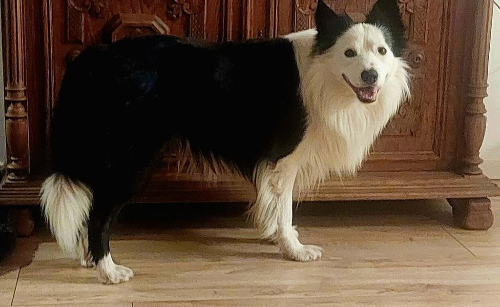 Border Collie, Dieren en Toebehoren, Honden | Herdershonden en Veedrijvers, Reu, Collie, Parvo, Eén hond