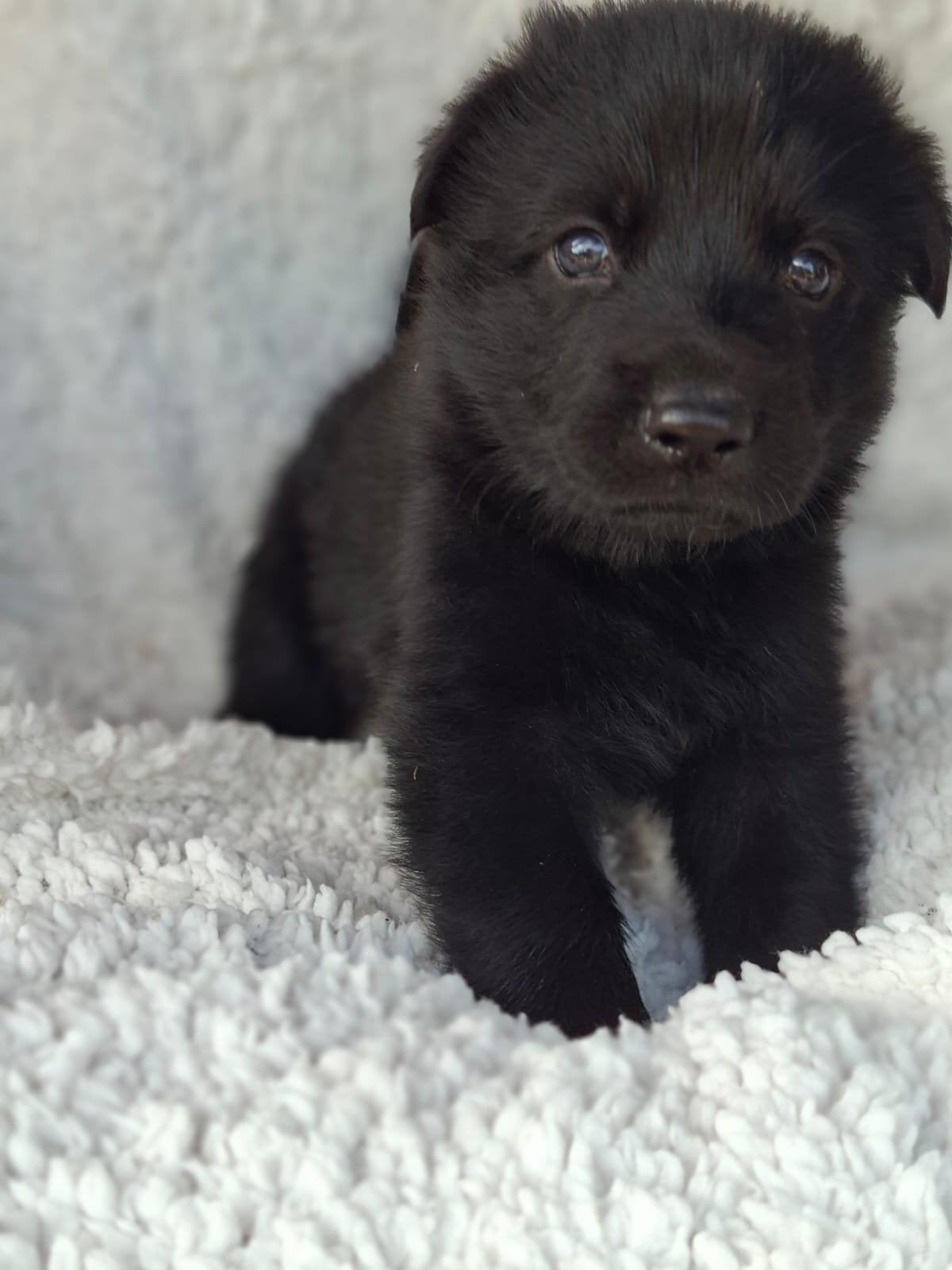 2 hele mooie unieke zwarte reuen pups, 8 tot 15 weken, Parvo, Meerdere, Nederland