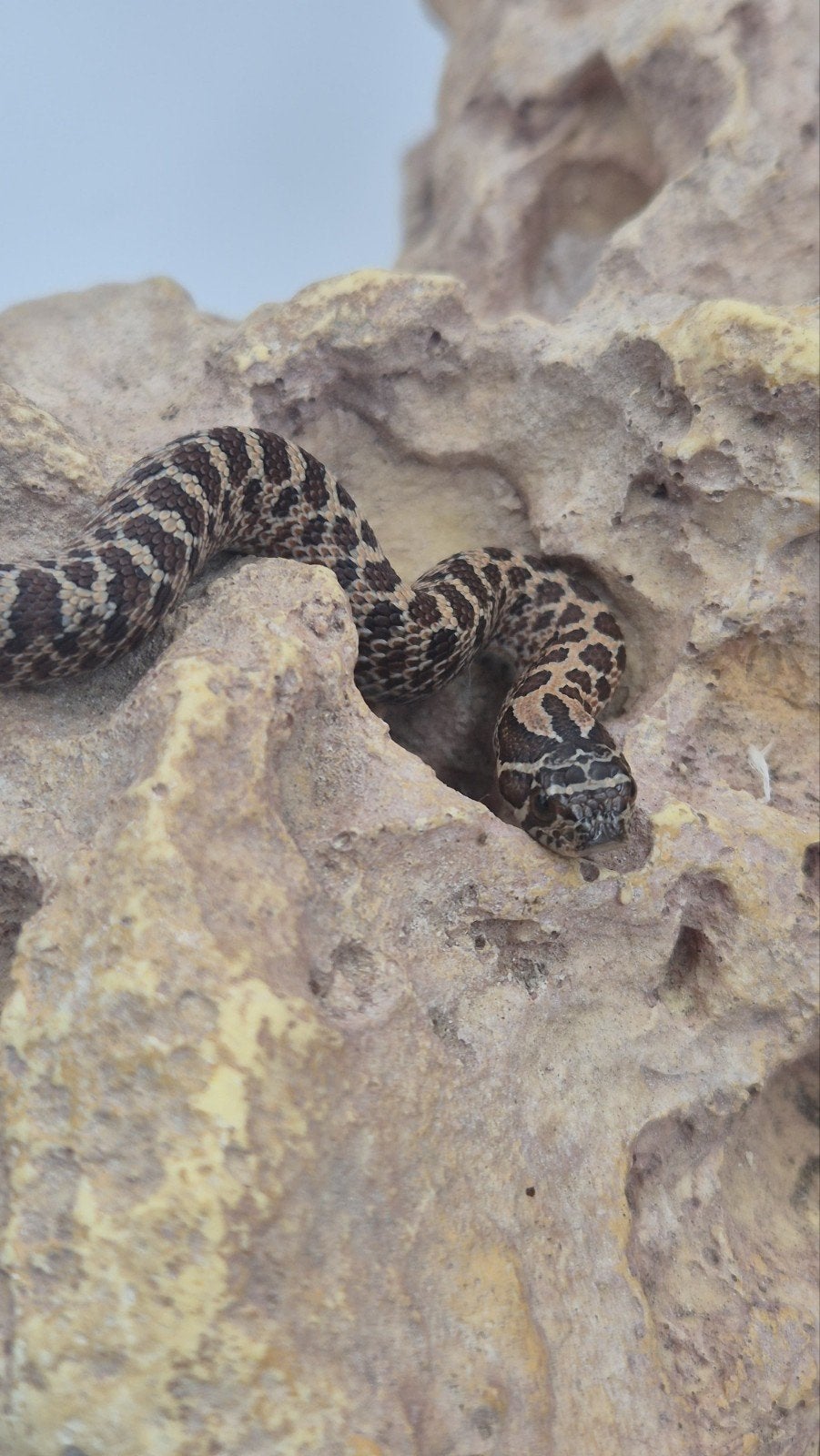 Haakneusslang hognose (Sable het snow 1.0) Hognose Snake - male for sale from De Jong