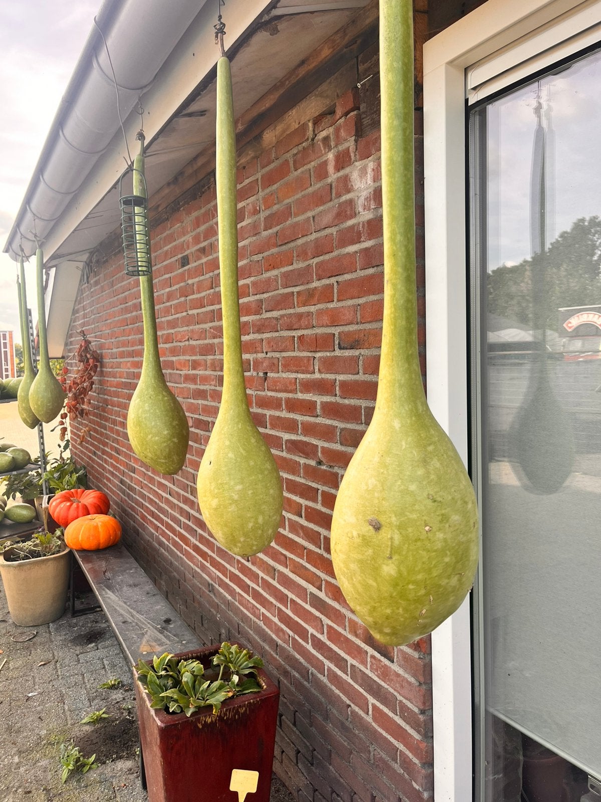 kALEBASSEN, Ophalen, Nieuw, Groen, Natuurlijk materiaal
