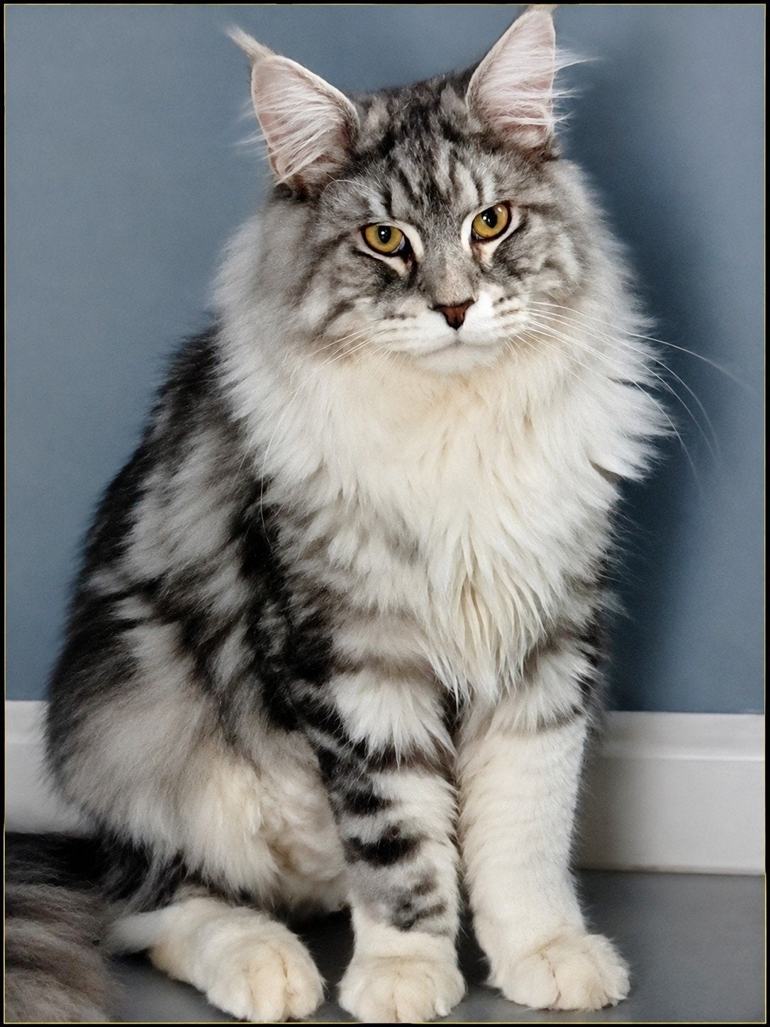 Maine Coon DEKKATERS Silver tab.blotched white ,blue tabby, 3 tot 5 jaar