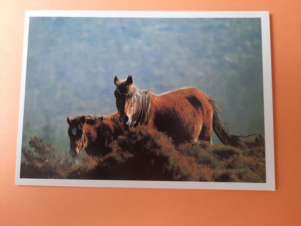 ansichtkaart paard veulen, Verzamelen, Ansichtkaarten | Dieren, Ophalen, 1980 tot heden, Ongelopen, Paard