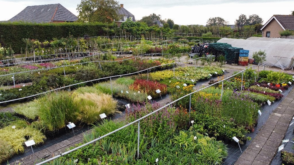 TUINPLANTEN, GOEDKOOP TUINNIEREN, dat kan alleen bij ons !!, Ophalen, Vaste plant, Overige soorten, Volle zon
