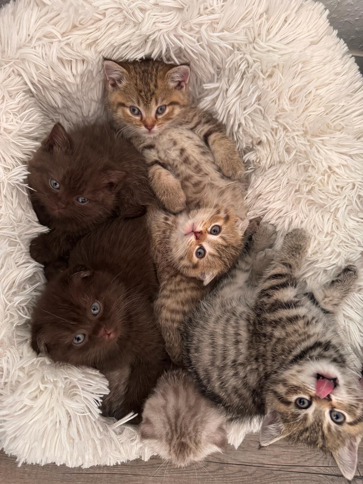 Drie lieve kittens zoeken nog hun gouden mandje, Poes