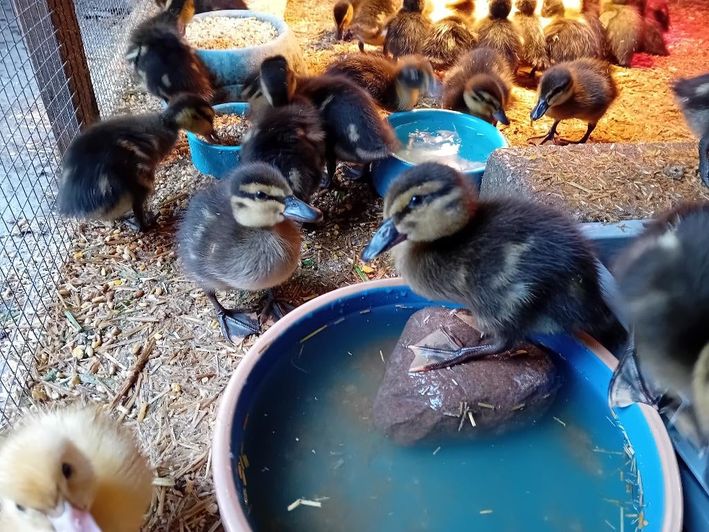 Eendenkuikens, Dieren en Toebehoren, Geslacht onbekend, Eend