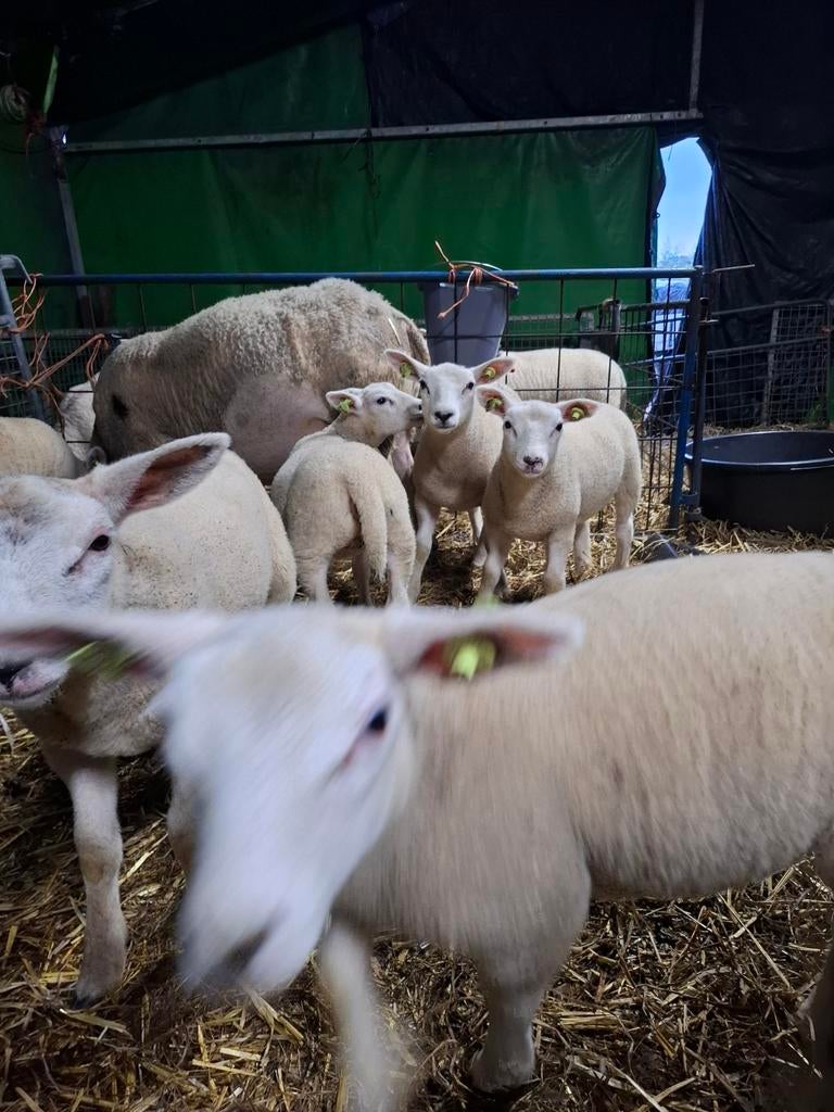Te koop 6 weiders, Meerdere dieren, Schaap