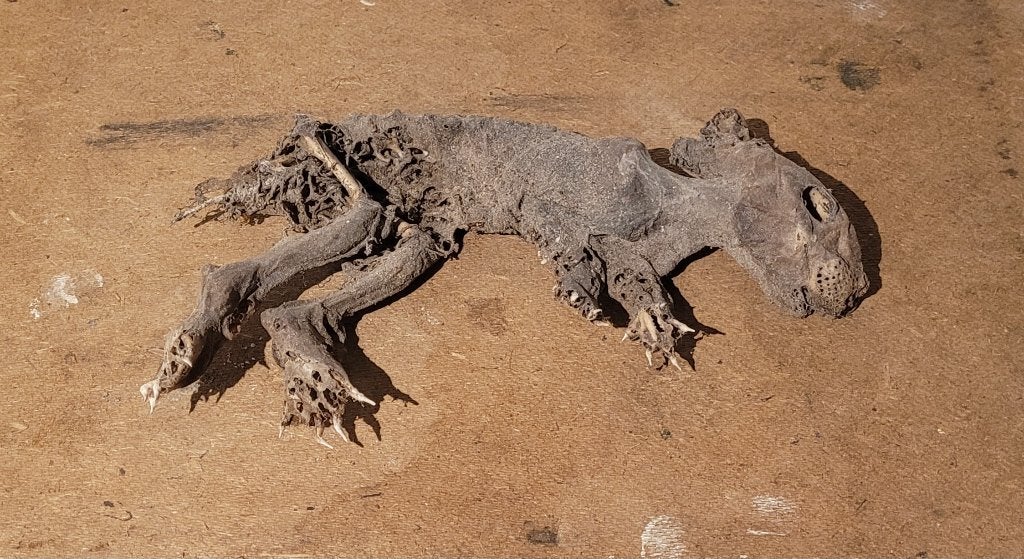 Gemummificeerd Konijn, Ophalen of Verzenden, Zo goed als nieuw, Wild dier, Opgezet dier
