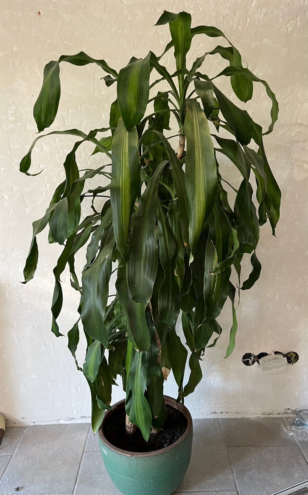 Yucca  van ongeveer 1.50 hoog, Ophalen, Halfschaduw