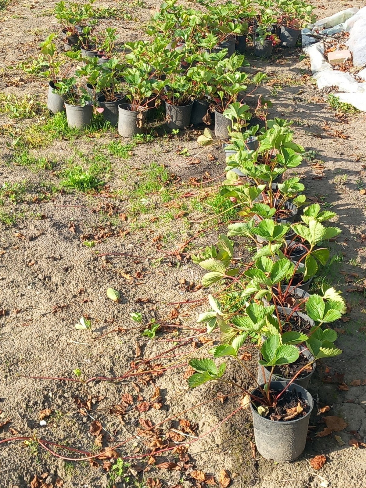 Aarbeien planten komen jonge scheuten aan., Tuin en Terras, Ophalen, Volle zon
