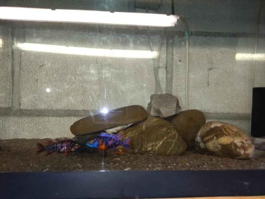 Aulonocara Red blotched., Dieren en Toebehoren, Vissen | Aquariumvissen, Vis