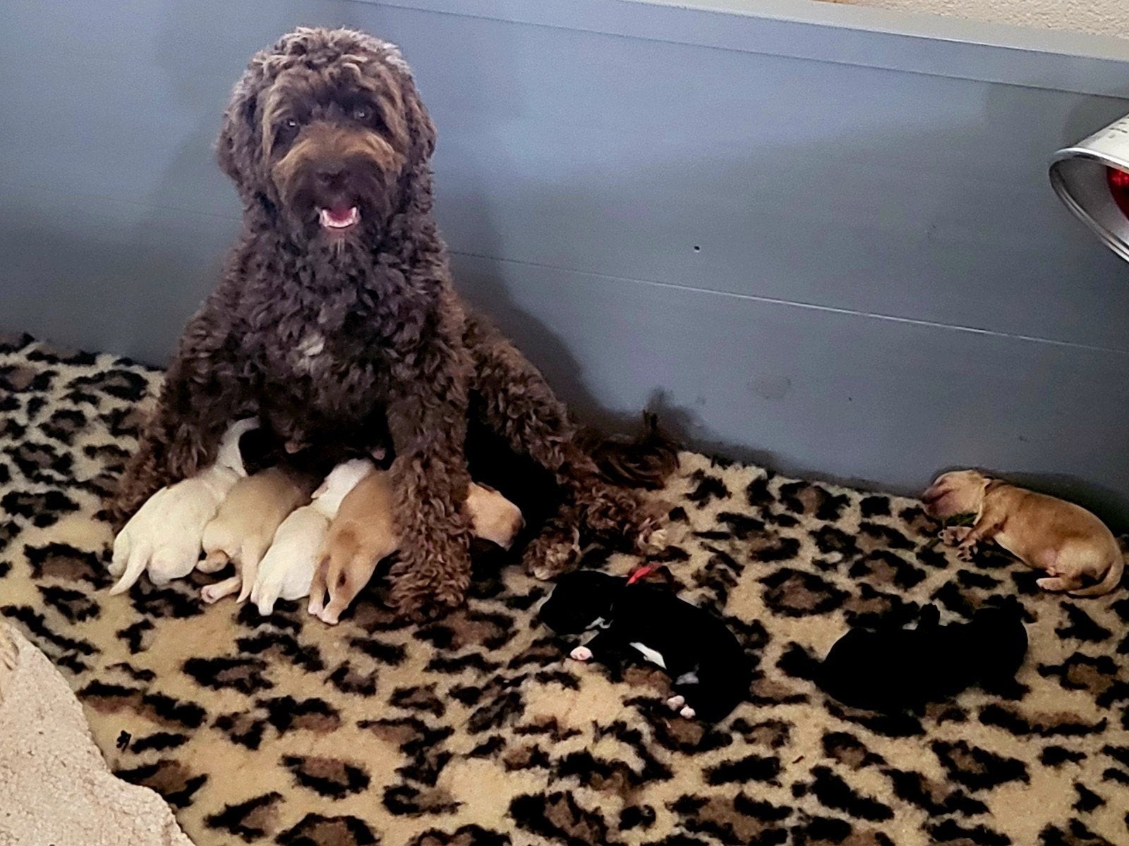 Mini labradoodles geboren12/09 Reutjes nog te reserveren., Nederland, Overige rassen, 8 tot 15 weken, Meerdere