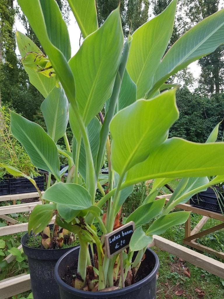Lotus Banaan, Musella lasciocarpa, Volle zon, Vaste plant, Lente, Ophalen