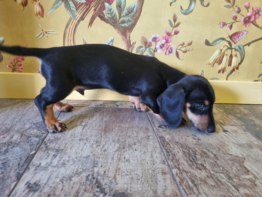 Teckel pup reu kanichen, Kaninchen, Reu, 8 tot 15 weken, Korthaar
