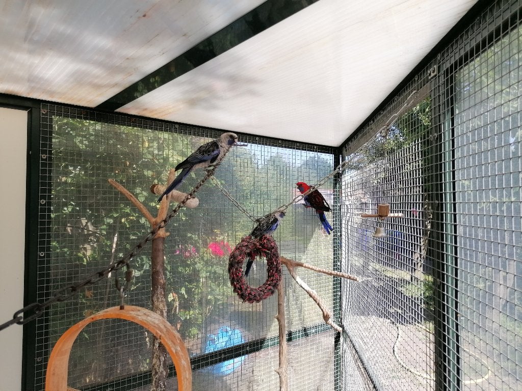 Koppel Penant Rosella's, Meerdere dieren, Parkiet, Geringd