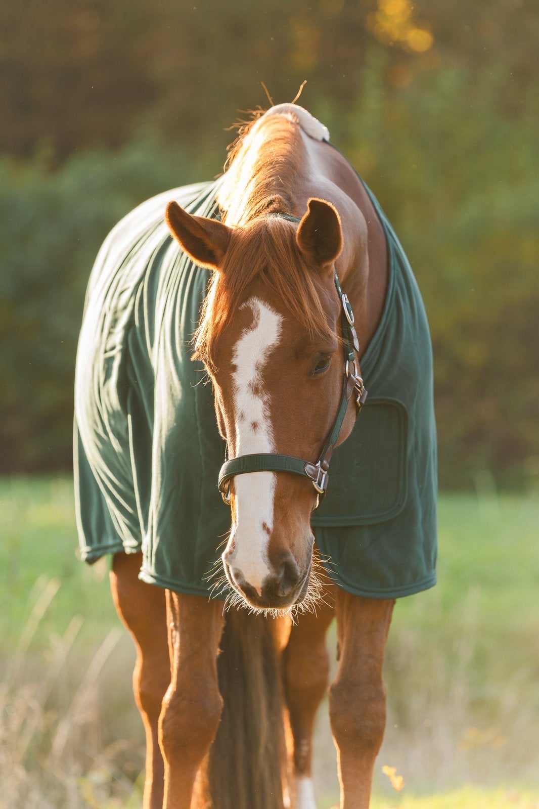 Betrouwbare, super lieve merrie, Merrie, L, 7 tot 10 jaar, 160 tot 165 cm