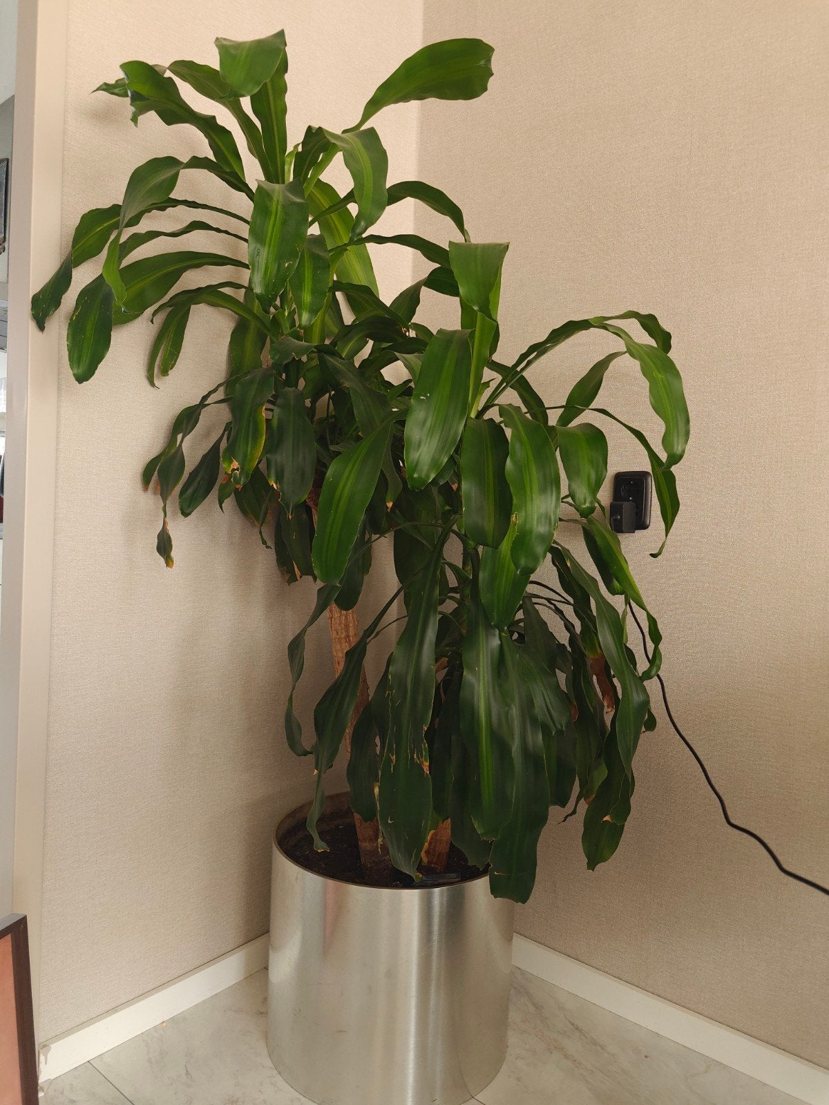 Grote Dracaena plant in pot, Ophalen, In pot, Halfschaduw, Minder dan 100 cm