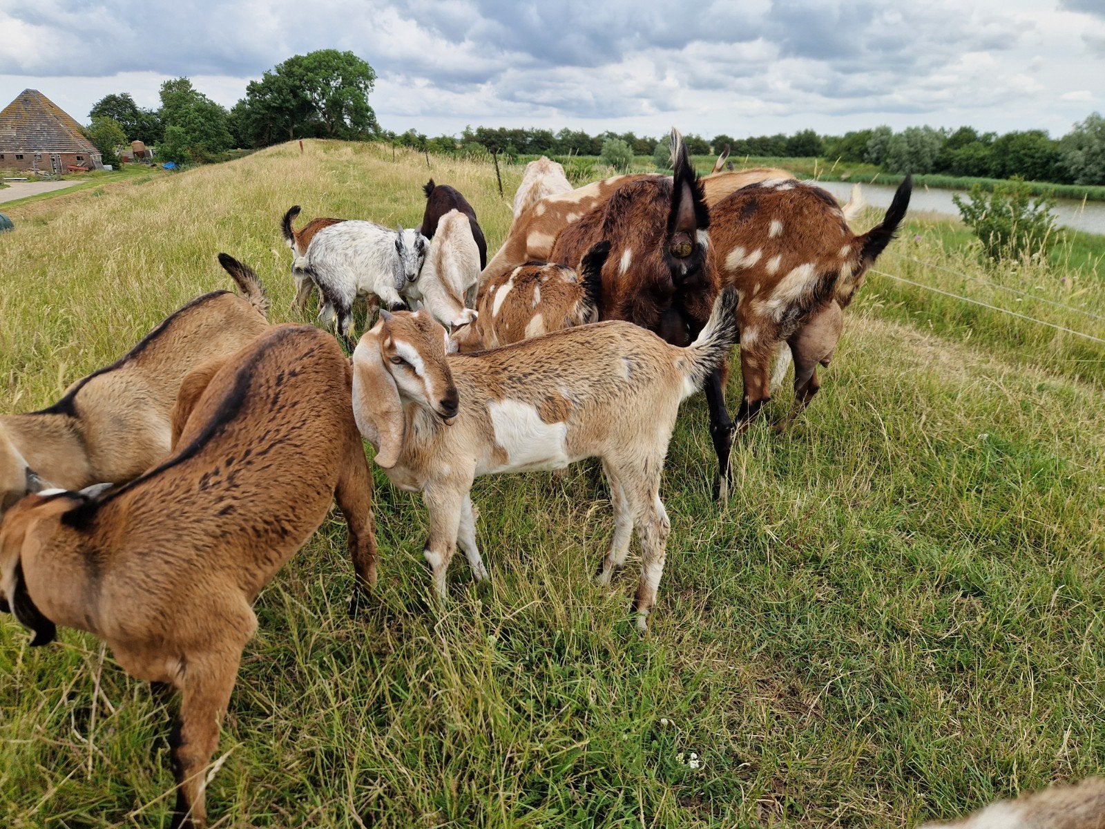 Mooi geitlam en boklam, Meerdere dieren, Geit, 0 tot 2 jaar