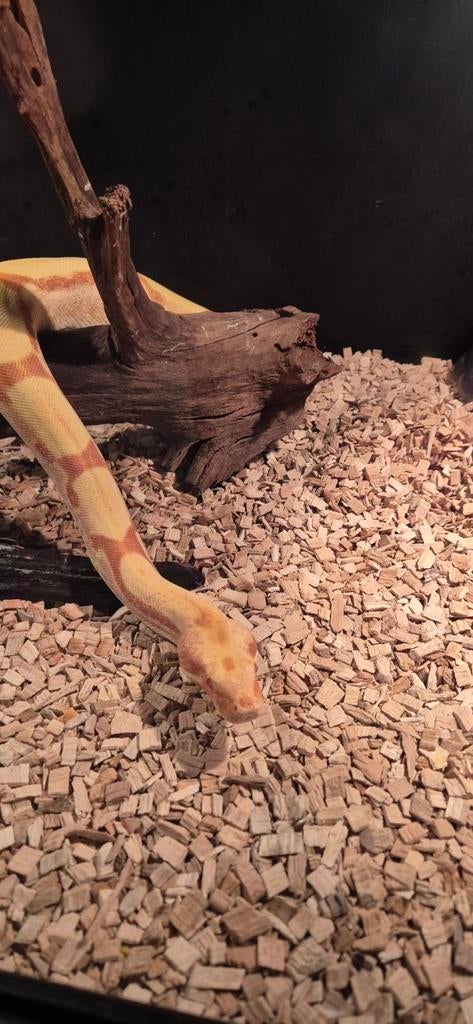Boa constrictor imperator  jungle  sunglow vrouw Boa Constrictor - female for sale from Henk