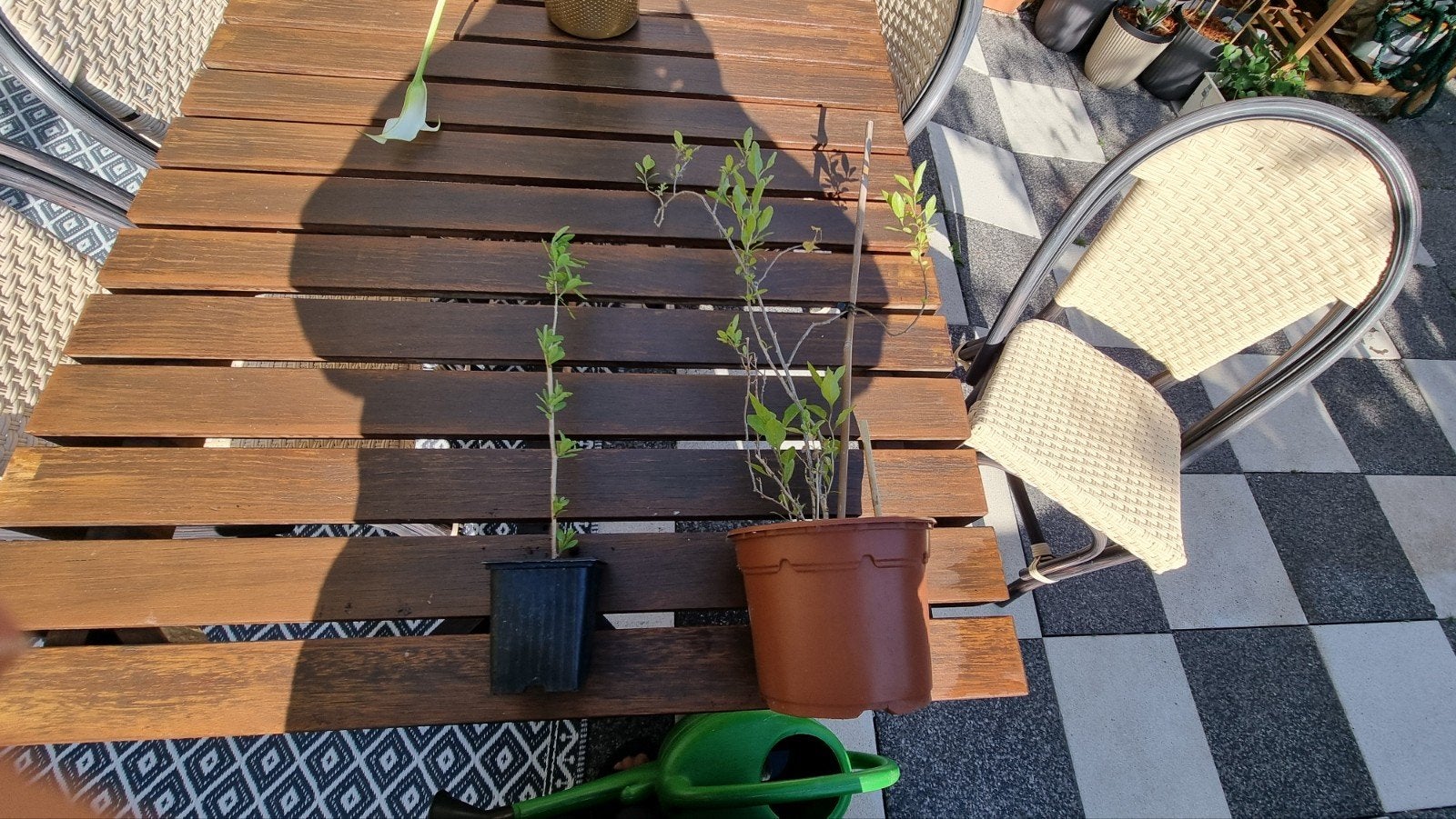 Biologische Gojibessen stekjes en planten, Volle zon, Vaste plant, Ophalen of Verzenden, Zomer