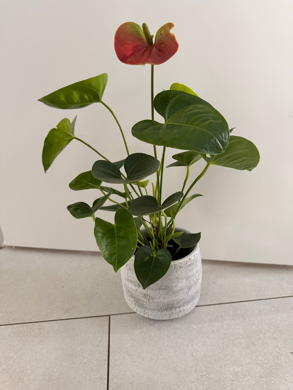 Anthurium plant in stijlvolle pot, Tuin en Terras, Rond, Binnen, Ophalen of Verzenden, Zo goed als nieuw