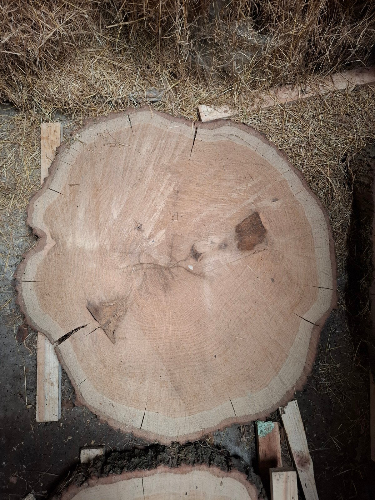eiken boomstamschijf, Ophalen, Eiken, Minder dan 200 cm, Plank